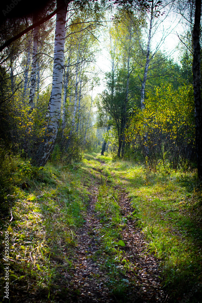 Fototapeta premium path in forest