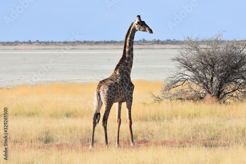 Photography Giraffe at Etosha National Park, Namibia