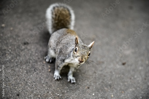 Squirrel with a funny face