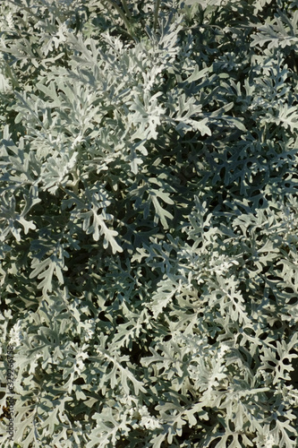 路傍に咲く白色の雑草の葉っぱオブジェ © diamondforce