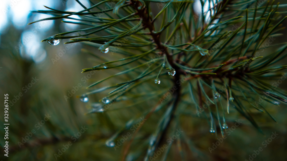 drops of dew on pine needles. forest atmosphere drops of dew on pine needles. forest atmosphere
