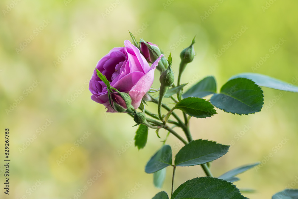 Pink blooming flower with buds on homegrown rose plant in gujarat, india Pink blooming flower with buds on homegrown rose plant in gujarat, india