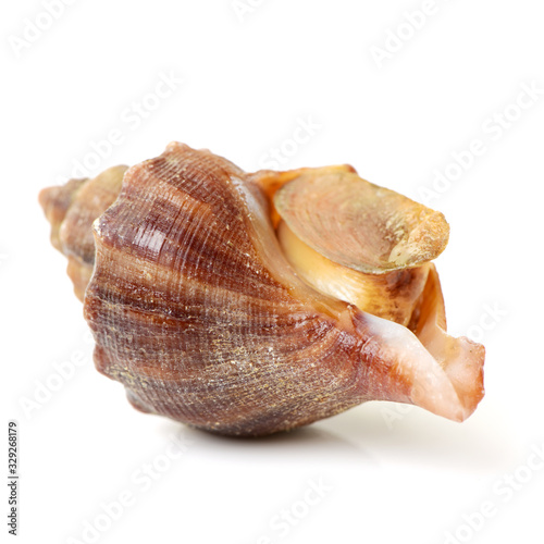 live conch on white background