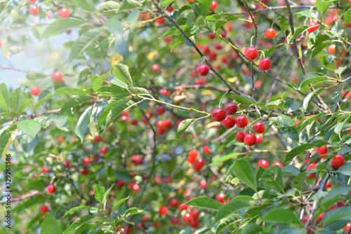 beautiful cherry tree full of red ripe fruits in foliage