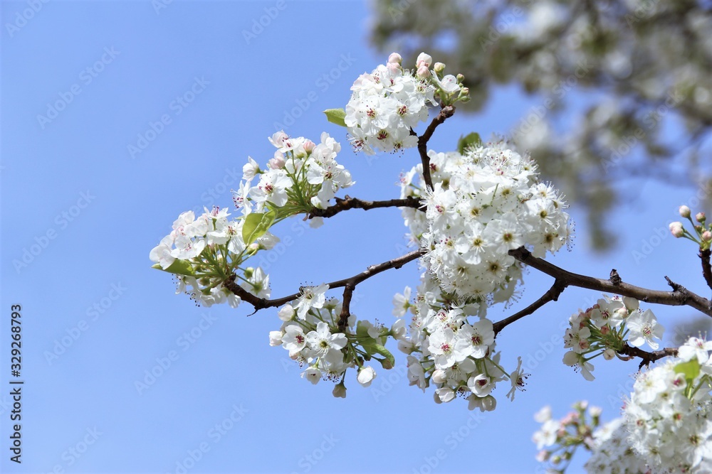 White cherry blossom blooming on tree. photo White cherry blossom blooming on tree. photo