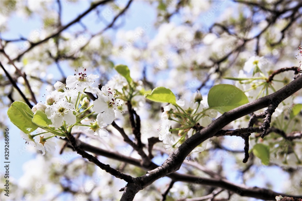 White cherry blossom blooming on tree. photo White cherry blossom blooming on tree. photo