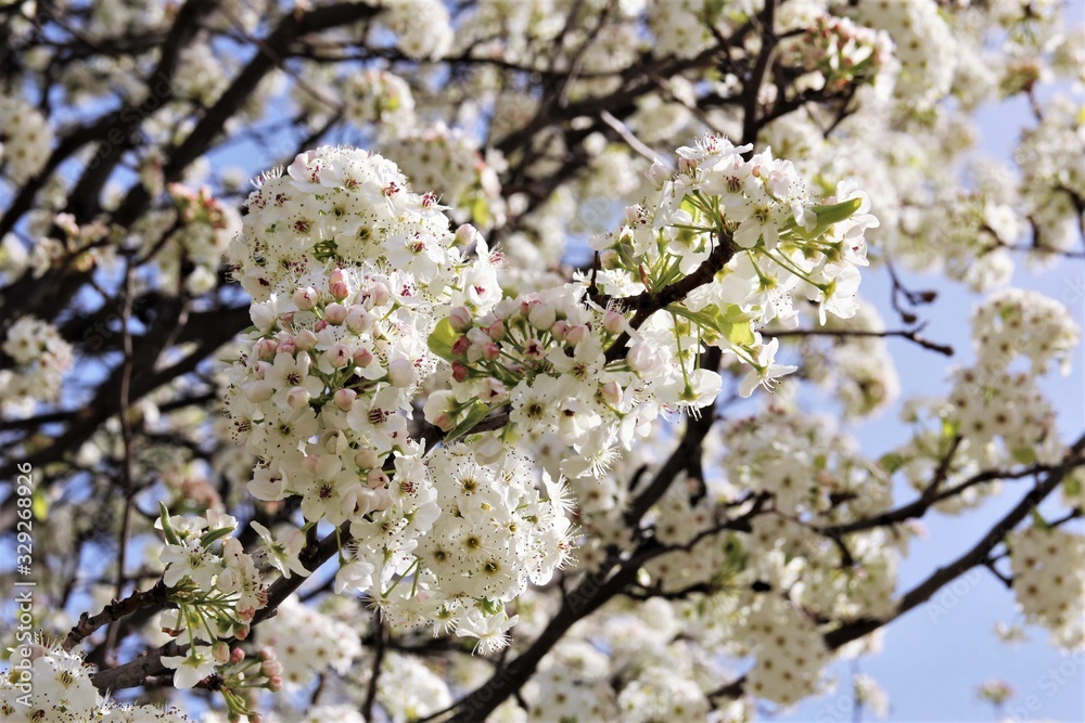 White cherry blossom blooming on tree. photo White cherry blossom blooming on tree. photo