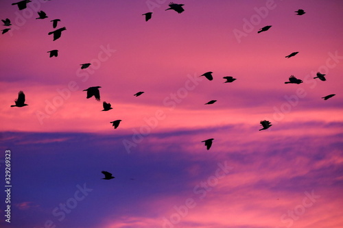 flock of birds flying in the sky at sunset