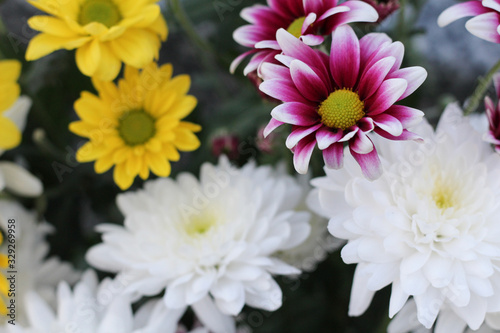 Colourful Daisies Backdrop Plant Surface