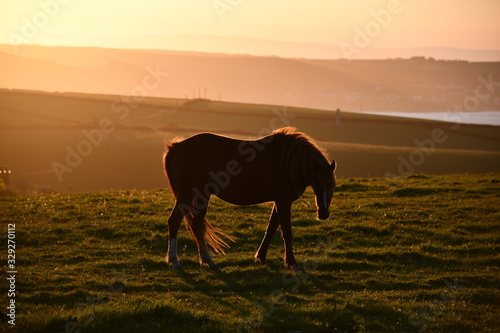 Cornish horse at sunrise © Dock 42