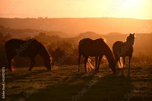 Cornish horses at sunrise