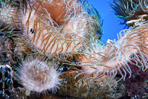 Pink coral underwater landscape