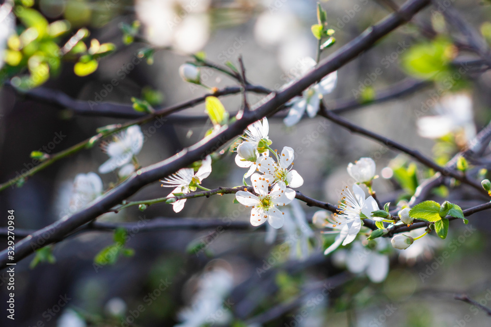Easter and spring concept; Close up and focused on a single branch with white spring flowers and fresh green leafs on natural background Easter and spring concept; Close up and focused on a single branch with white spring flowers and fresh green leafs on natural background