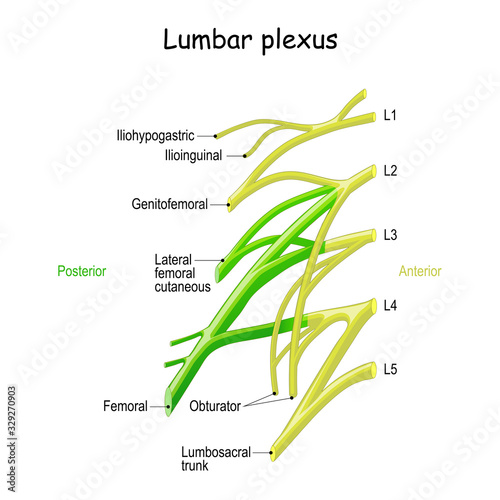lumbar plexus. Clinical Anatomy of Spinal Nerves. photo