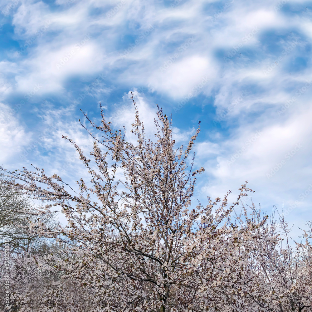 A tree in spring time with white blossom and a blue sky with white clouds in background A tree in spring time with white blossom and a blue sky with white clouds in background