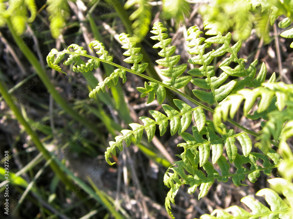 Close up of green leaves of green fern. Close up of green leaves of green fern.