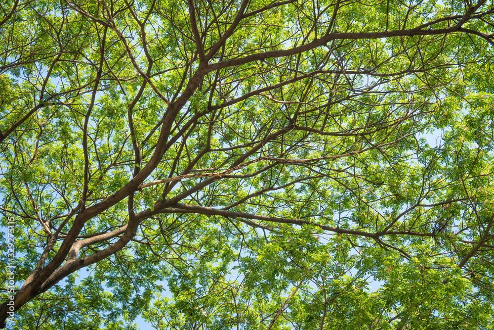 Tree with blue sky . Tree with blue sky .