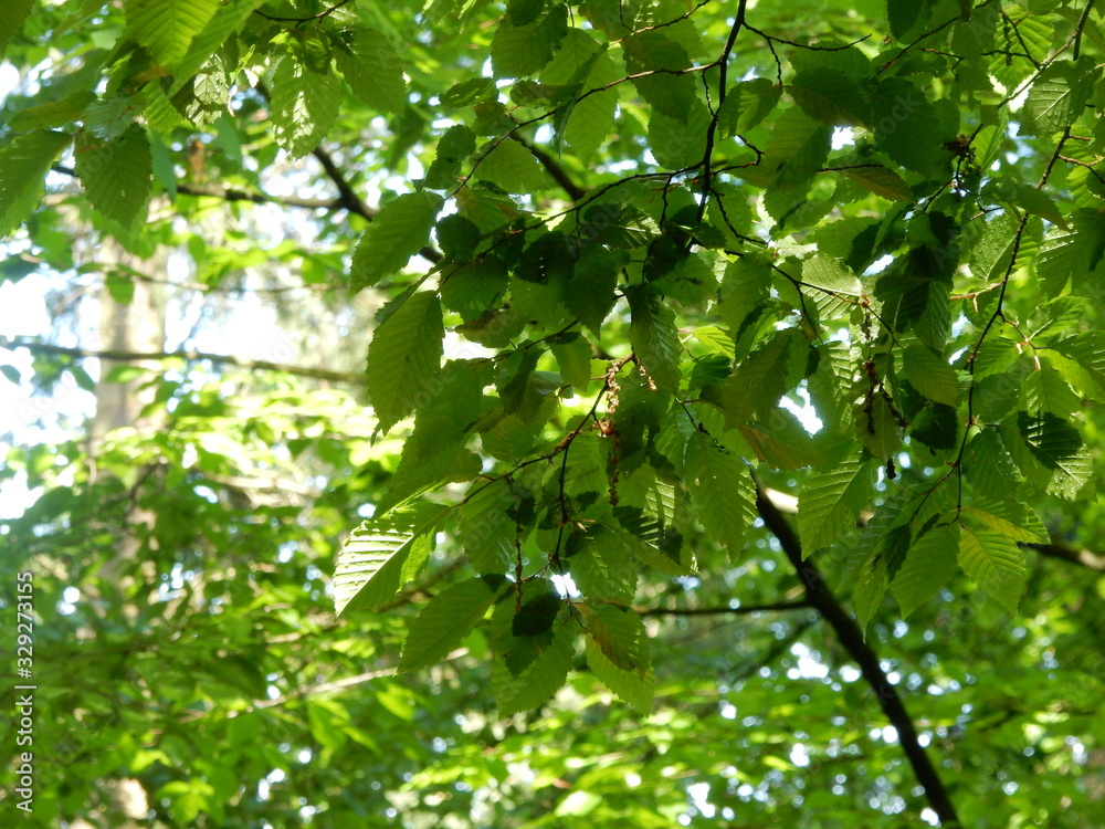 Frühling - neue Blätter am Buchenbaum Frühling - neue Blätter am Buchenbaum
