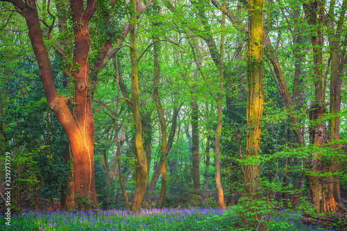 Fototapeta Naklejka Na Ścianę i Meble -  Highgate Wood in North London, England