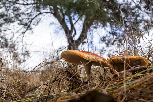 Caesar mushroom growing ( Amanita caesarea ) in the grass in the meadow. Big red-orange hat and white leg. Close up. Podlasie, Poland. photo