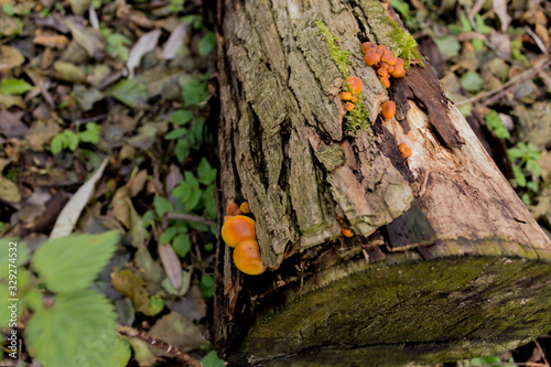 Honey fungus ( Armillaria mellea ) growing on a rotten tree. Clusters of yellow edible mushrooms on gray bark. Podlasie, Poland.