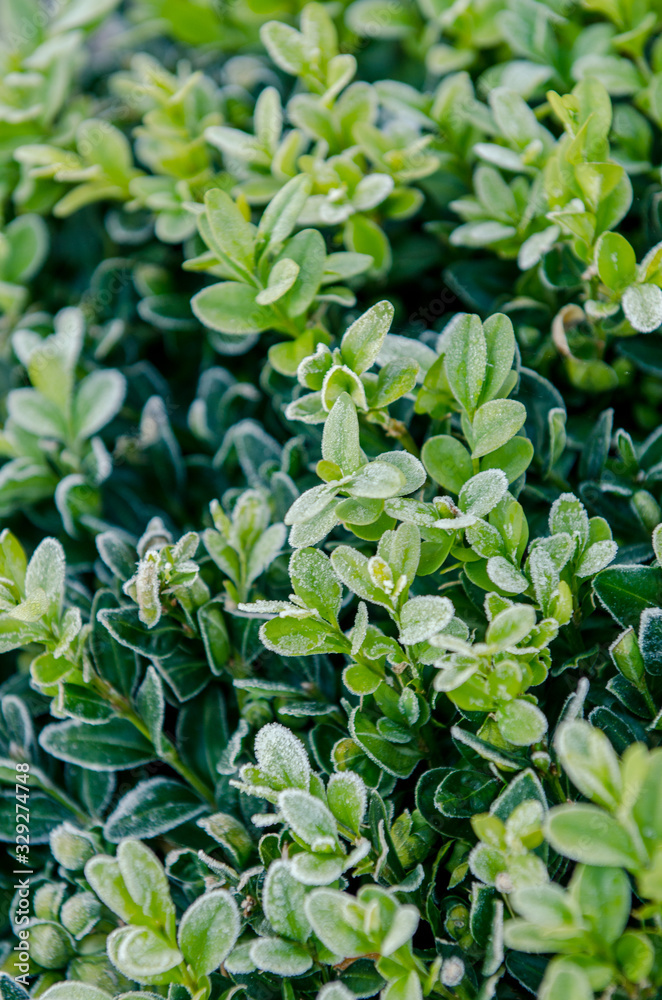 hoarfrost on a green bush hoarfrost on a green bush