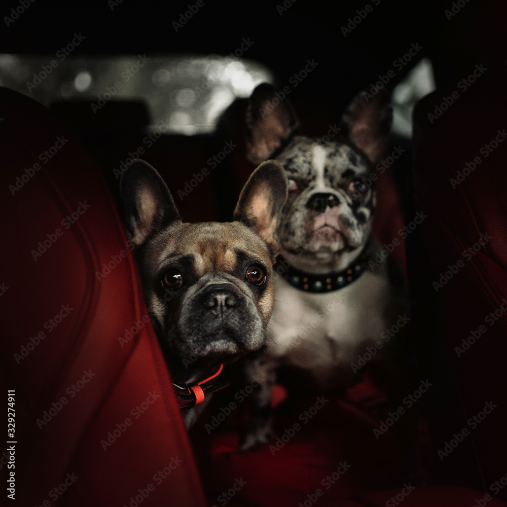 two adorable french bulldog dogs sitting in a car