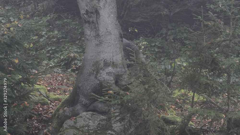 Tracking shot of brown bear wandering in pine forest in the mist Tracking shot of brown bear wandering in pine forest in the mist