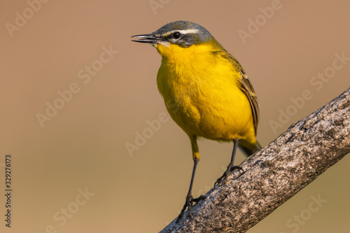 Western Yellow Wagtail - Motacilla flava, beautiful yellow perching bird from European meadows, Hortobagy, Hungary.