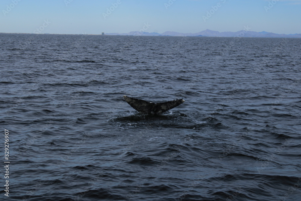 Fototapeta premium sonora