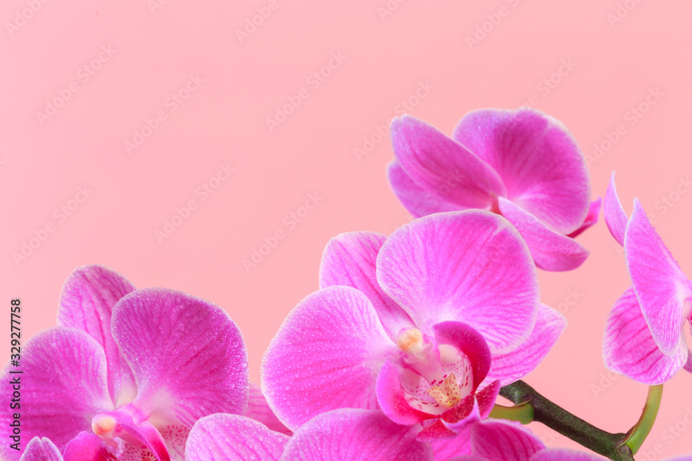 Fototapeta premium Różowa orchidea bliska widok na pastelowym różowym tle. - Wizerunek
