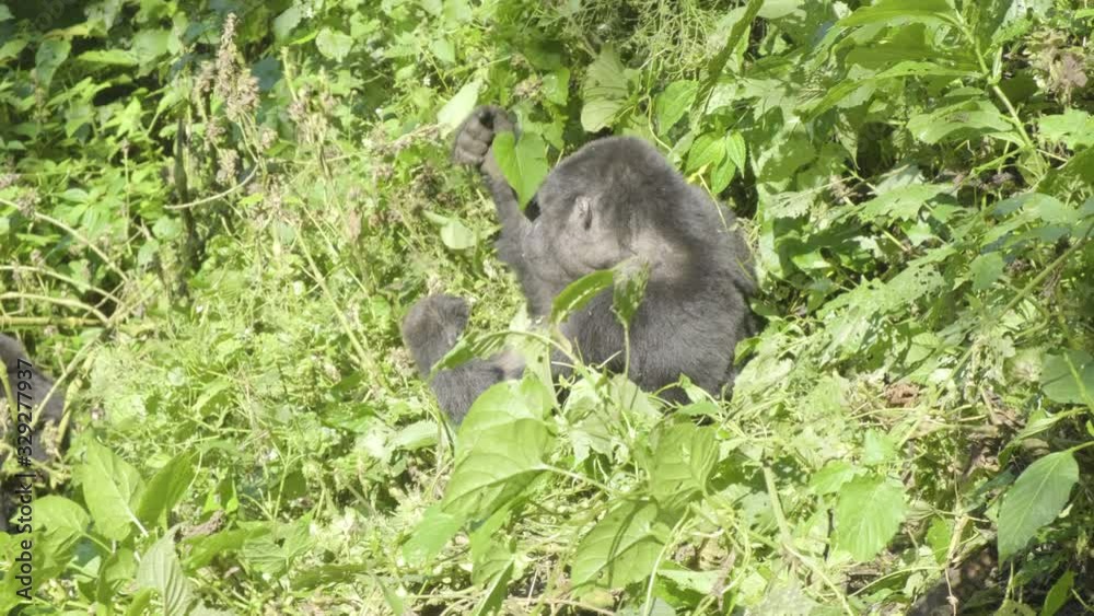 Camera pan members of a mountain gorilla family eating on a hillside at Bwindi Impenetrable Forest National Park in Uganda Camera pan members of a mountain gorilla family eating on a hillside at Bwindi Impenetrable Forest National Park in Uganda