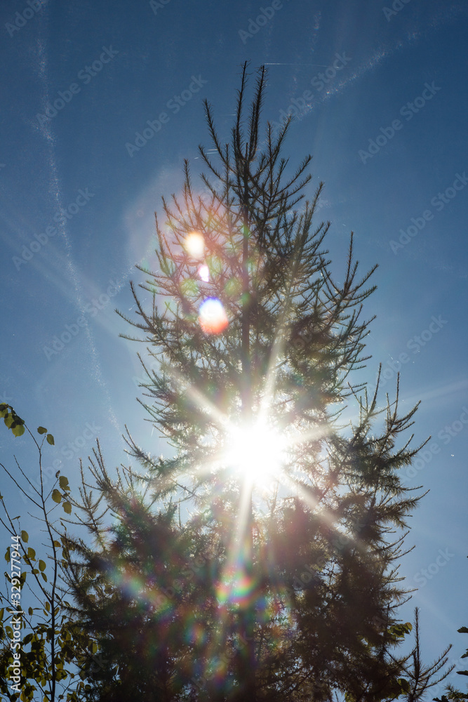 Sunlight against pine tree