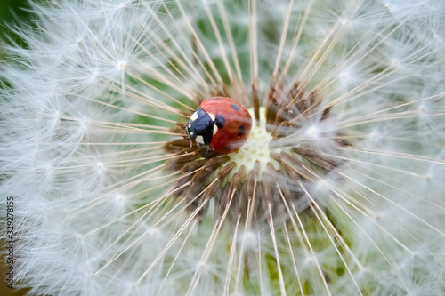ladybird in dandelion