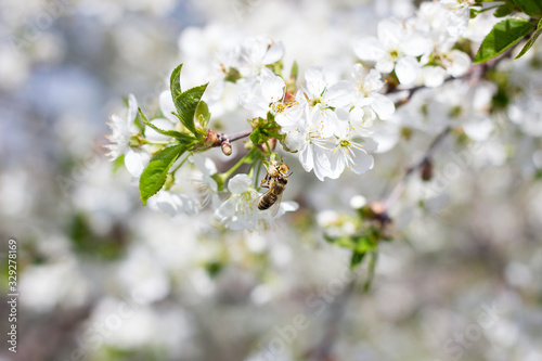 blooming twigs of cherry.