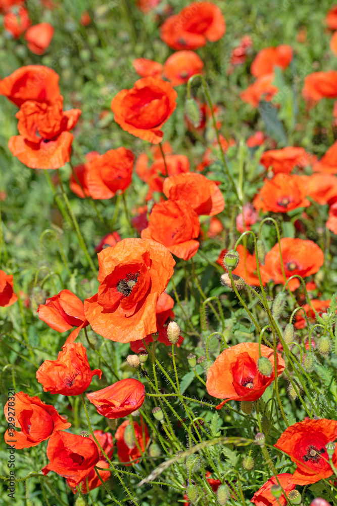 Blühender Klatschmohn,Papaver rhoeas Blühender Klatschmohn,Papaver rhoeas