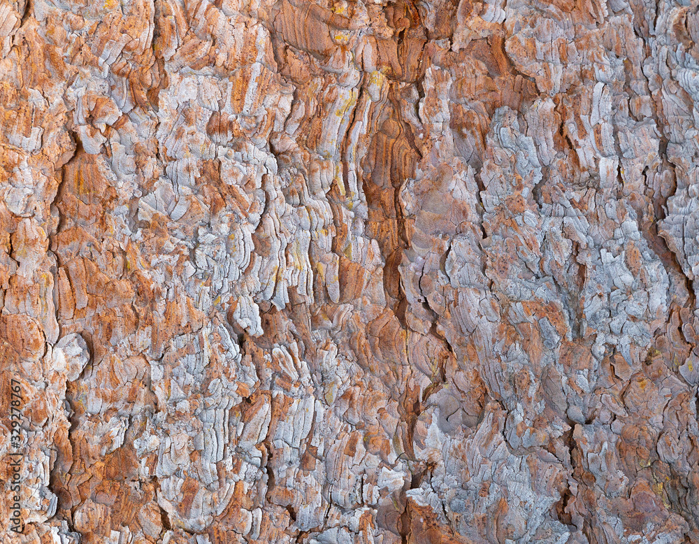 Fototapeta premium Conifer bark texture
