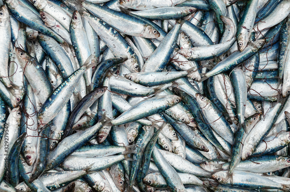 Freshly caught sardines top view background. Freshly caught sardines top view background.