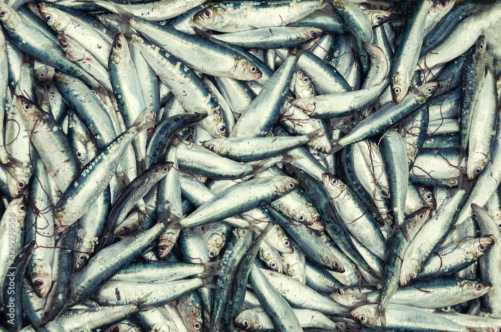 Freshly caught sardines top view background.