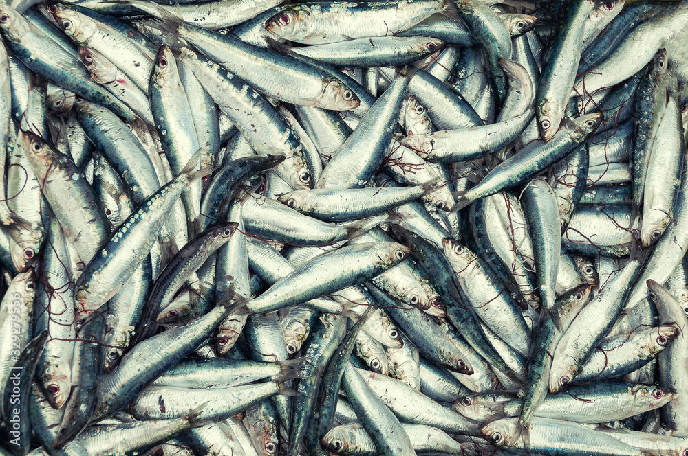 Fototapeta premium Freshly caught sardines top view background.