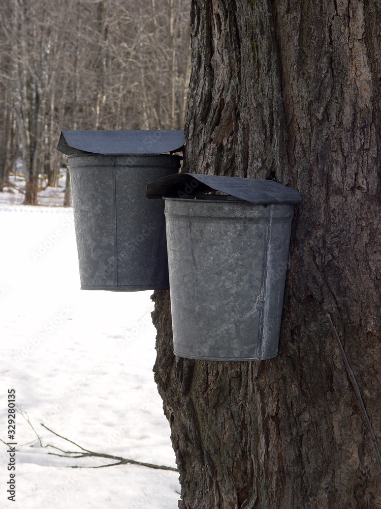 sap bucket on a maple tree in Vermont sap bucket on a maple tree in Vermont