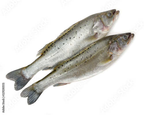 Canada Striped bass whole fresh fish, also called Atlantic striped bass, striper, linesider, rock or rockfish, product of Canada, isolated on white background.