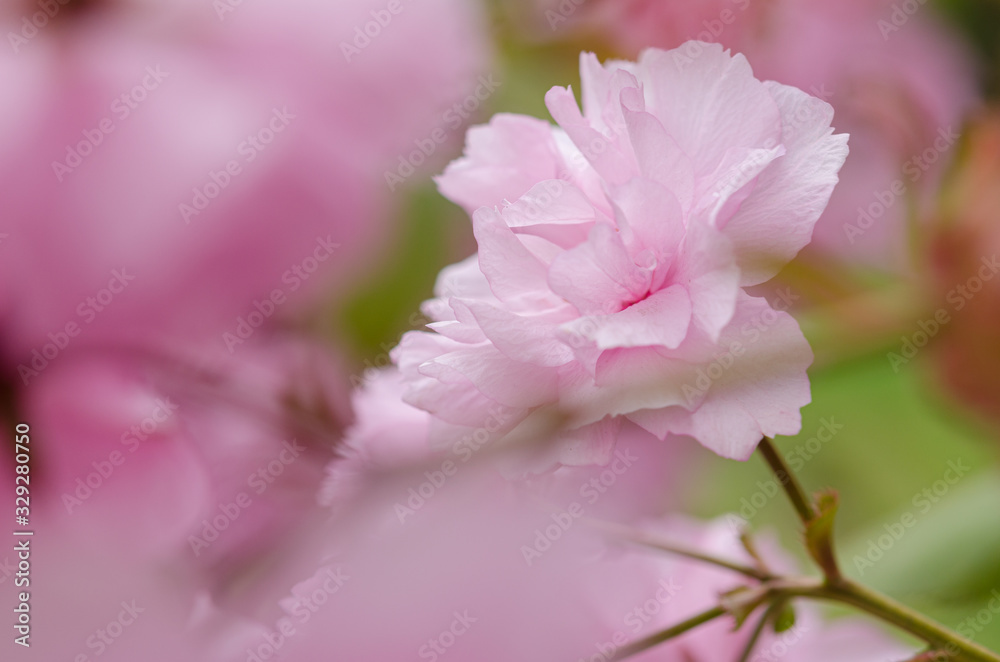 Blooming sakura flowers close-up. Blooming sakura flowers close-up.