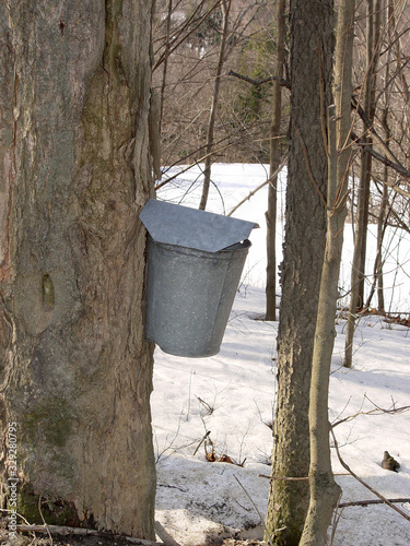 Sap bucket on a maple tree in Vermont