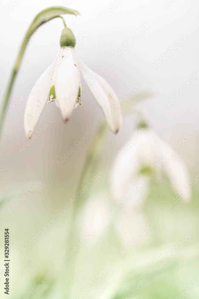 Snowdrops, a new springtime arrived Snowdrops, a new springtime arrived