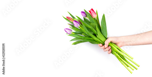 Beautiful spring bouquet of red and purple tulips in female hand isolated on white background with copy space. Spring flowers. Mothers day  womans day celebration. Web banner template. Stock photo.