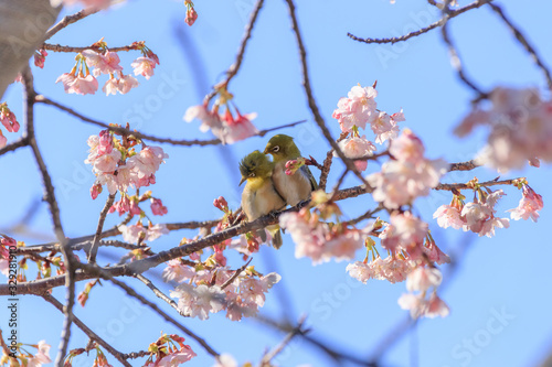 メジロと梅の花 宮地嶽神社 福岡県福津市 Japanese White-eye and Plum blossom Miyajidake Shrine Fukuoka Fukutsu city