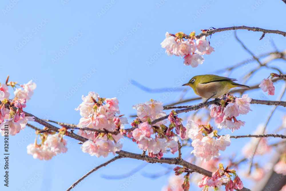 メジロと梅の花 宮地嶽神社 福岡県福津市 Japanese White-eye and Plum blossom Miyajidake Shrine Fukuoka Fukutsu city メジロと梅の花 宮地嶽神社 福岡県福津市 Japanese White-eye and Plum blossom Miyajidake Shrine Fukuoka Fukutsu city