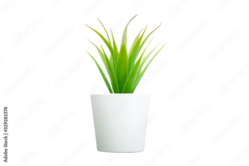Artificial aloe vera flowers grass isolated on white background close up Artificial aloe vera flowers grass isolated on white background close up
