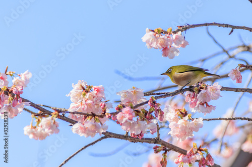 メジロと梅の花　宮地嶽神社　福岡県福津市　Japanese White-eye and Plum blossom Miyajidake  Shrine Fukuoka Fukutsu city photo